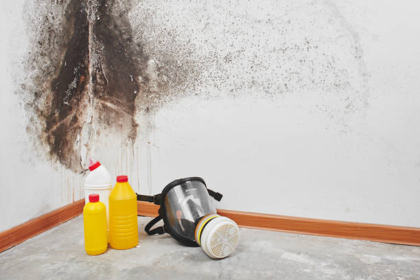 Best Attic Mold Removal  in Halls, TN