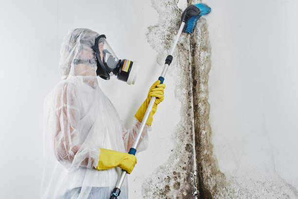 Best Same-Day Mold Removal  in Halls, TN