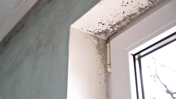 Best Professional Mold Removal  in Halls, TN