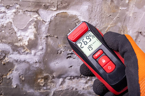 Best Office Mold Removal Services  in Halls, TN
