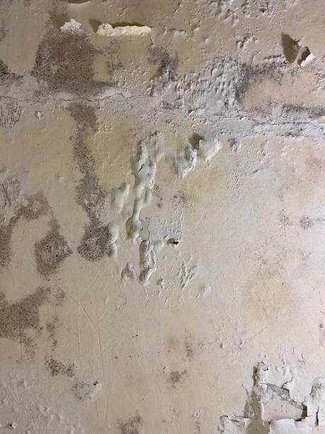 Professional Mold Removal in Halls, TN