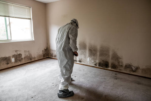 Best Crawl Space Mold Removal  in Halls, TN
