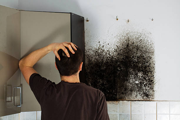 Best Crawl Space Mold Removal  in Halls, TN