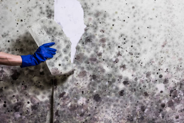 Best Fast Mold Removal  in Halls, TN